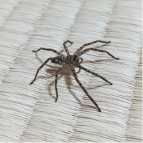 クモ